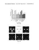 ANTI-CAMPYLOBACTER JEJUNI ANTIBODIES AND USES THEREFOR diagram and image