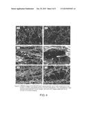 Nanotubular Toughening Inclusions diagram and image