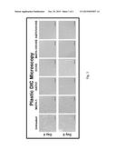 REPROGRAMMING OF HUMAN WHARTONS JELLY CELLS TO PRODUCE HAIR CELLS diagram and image