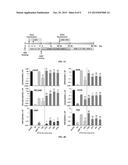 ENDOTHELIAL AND ENDOTHELIAL LIKE CELLS PRODUCED FROM FIBROBLASTS AND USES     RELATED THERETO diagram and image