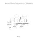 RNASE H-BASED ASSAYS UTILIZING MODIFIED RNA MONOMERS diagram and image