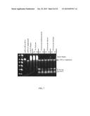 RNASE H-BASED ASSAYS UTILIZING MODIFIED RNA MONOMERS diagram and image