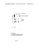 RNASE H-BASED ASSAYS UTILIZING MODIFIED RNA MONOMERS diagram and image