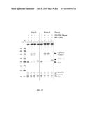 RNASE H-BASED ASSAYS UTILIZING MODIFIED RNA MONOMERS diagram and image