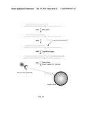 RNASE H-BASED ASSAYS UTILIZING MODIFIED RNA MONOMERS diagram and image