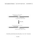 RNASE H-BASED ASSAYS UTILIZING MODIFIED RNA MONOMERS diagram and image