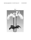 Phalaenopsis orchid plant named `Bright Smile  diagram and image