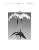Phalaenopsis orchid plant named  Ballroom  diagram and image