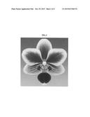 Phalaenopsis orchid plant named  BE FORTUNE  diagram and image