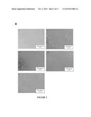 FLAVONOID HYDROGEL diagram and image