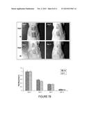 Methods and Agents for Wound Healing diagram and image