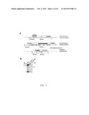 Genetic Attenuation of Plasmodium by B9 Gene Disruption diagram and image