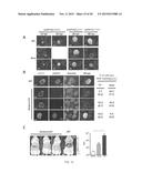 Genetic Attenuation of Plasmodium by B9 Gene Disruption diagram and image