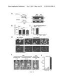 Genetic Attenuation of Plasmodium by B9 Gene Disruption diagram and image