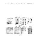 CLOSTRIDIUM DIFFICILE POLYPEPTIDES AS VACCINE diagram and image