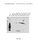 CLOSTRIDIUM DIFFICILE POLYPEPTIDES AS VACCINE diagram and image