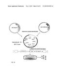 IMMUNE MODULATOR FOR IMMUNOTHERAPY AND VACCINE FORMULATION diagram and image