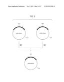 HUMAN CDR-GRAFTED ANTIBODY AND ANTIBODY FRAGMENT THEREOF diagram and image