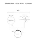 HUMAN CDR-GRAFTED ANTIBODY AND ANTIBODY FRAGMENT THEREOF diagram and image