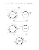 HUMAN CDR-GRAFTED ANTIBODY AND ANTIBODY FRAGMENT THEREOF diagram and image