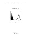 ANTIBODIES DIRECTED TO THE DELETION MUTANTS OF EPIDERMAL GROWTH FACTOR     RECEPTOR AND USES THEREOF diagram and image