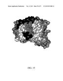 ANTIBODIES DIRECTED TO THE DELETION MUTANTS OF EPIDERMAL GROWTH FACTOR     RECEPTOR AND USES THEREOF diagram and image