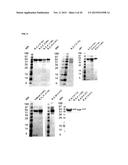 VARIANTS HAVING GLUCOAMYLASE ACTIVITY diagram and image