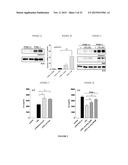 Methods and Compositions for Modulating the Immune System with Arginase I diagram and image