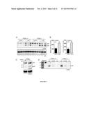 Methods and Compositions for Modulating the Immune System with Arginase I diagram and image