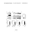 Methods and Compositions for Modulating the Immune System with Arginase I diagram and image