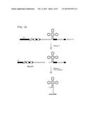 PRODUCTION OF STABLE NON-POLYADENYLATED RNAS diagram and image