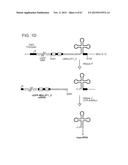 PRODUCTION OF STABLE NON-POLYADENYLATED RNAS diagram and image