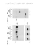 PRODUCTION OF STABLE NON-POLYADENYLATED RNAS diagram and image