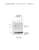 PRODUCTION OF STABLE NON-POLYADENYLATED RNAS diagram and image