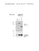 PRODUCTION OF STABLE NON-POLYADENYLATED RNAS diagram and image