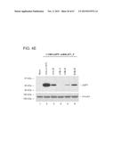 PRODUCTION OF STABLE NON-POLYADENYLATED RNAS diagram and image