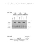 PRODUCTION OF STABLE NON-POLYADENYLATED RNAS diagram and image