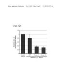 PRODUCTION OF STABLE NON-POLYADENYLATED RNAS diagram and image