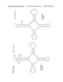 PRODUCTION OF STABLE NON-POLYADENYLATED RNAS diagram and image