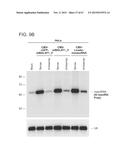 PRODUCTION OF STABLE NON-POLYADENYLATED RNAS diagram and image