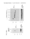 PRODUCTION OF STABLE NON-POLYADENYLATED RNAS diagram and image