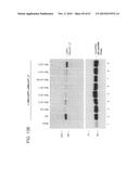 PRODUCTION OF STABLE NON-POLYADENYLATED RNAS diagram and image