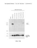 PRODUCTION OF STABLE NON-POLYADENYLATED RNAS diagram and image