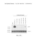 PRODUCTION OF STABLE NON-POLYADENYLATED RNAS diagram and image