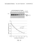 PRODUCTION OF STABLE NON-POLYADENYLATED RNAS diagram and image