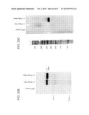 PRODUCTION OF STABLE NON-POLYADENYLATED RNAS diagram and image