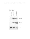 PRODUCTION OF STABLE NON-POLYADENYLATED RNAS diagram and image