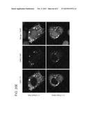 PRODUCTION OF STABLE NON-POLYADENYLATED RNAS diagram and image