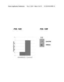 METHODS OF INHIBITING CANCER STEM CELLS WITH HMGA1 INHIBITORS diagram and image