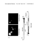 PRODUCTIONS OF HETERO-OLIGOMERIC PROTEINS IN PLANTS diagram and image